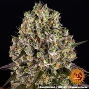 Sour Diesel Strain – product view 8