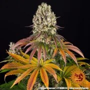 Sour Diesel Strain – product view 9