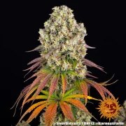 Sour Diesel Strain – product view 10