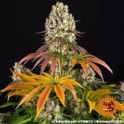 Sour Diesel Strain – product view 11