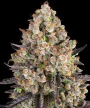 OG Kush Strain – product view 1