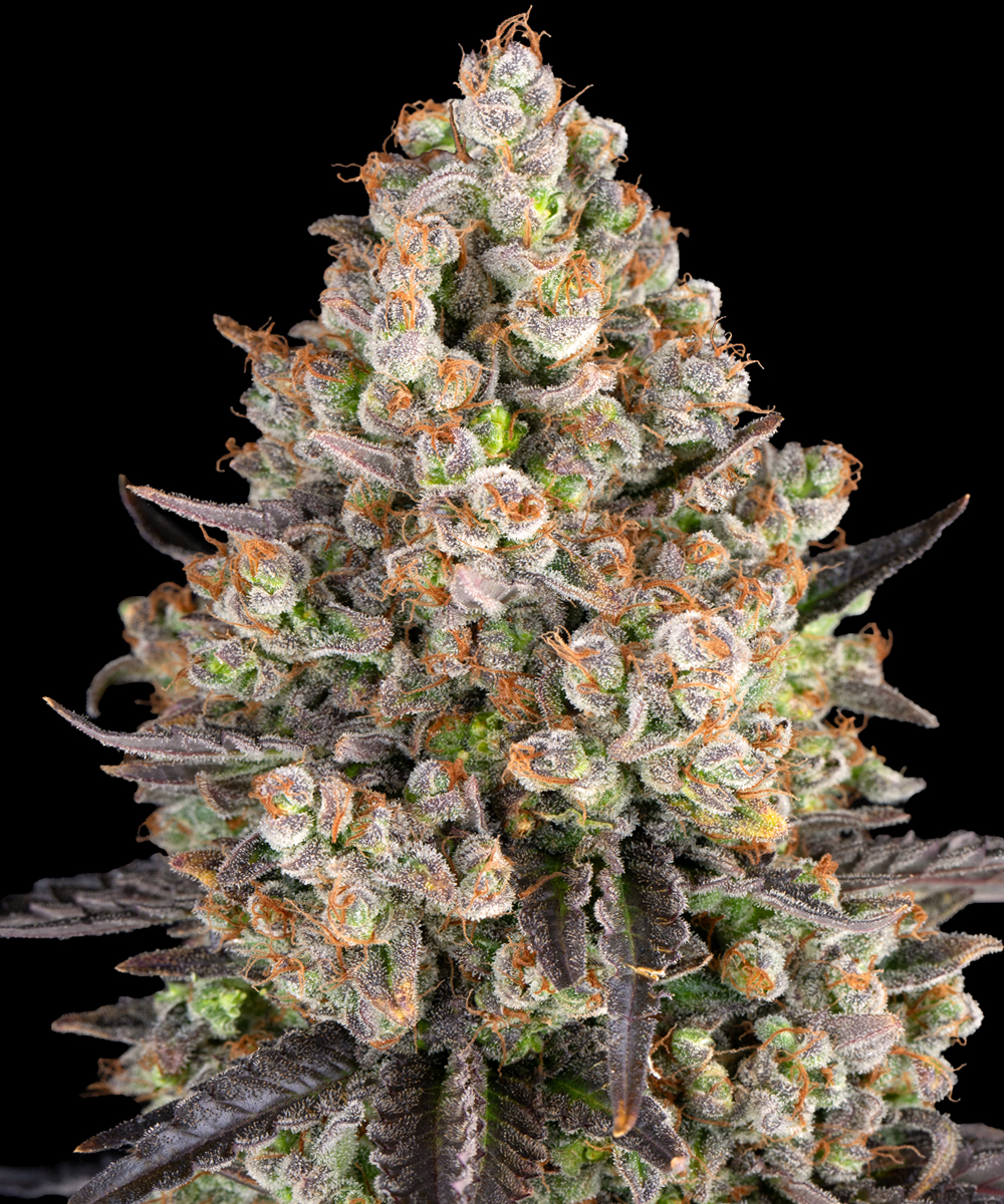 OG Kush Strain – product view 1