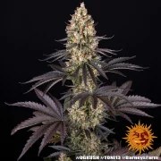 OG Kush Strain – product view 2