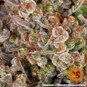 OG Kush Strain – product view 3