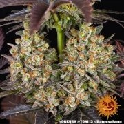 OG Kush Strain – product view 4