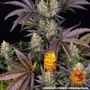 OG Kush Strain – product view 5