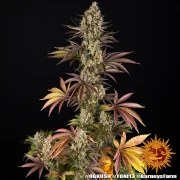 OG Kush Strain – product view 6