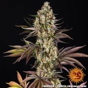 OG Kush Strain – product view 7