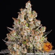 OG Kush Strain – product view 8