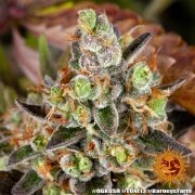 OG Kush Strain – product view 9
