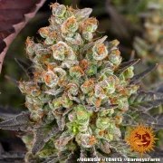 OG Kush Strain – product view 10
