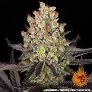 OG Kush Strain – product view 11