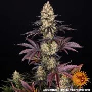OG Kush Strain – product view 12