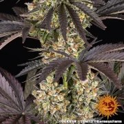 OG Kush Strain – product view 13