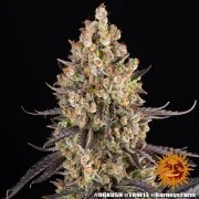 OG Kush Strain – product view 14