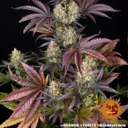 OG Kush Strain – product view 15