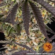 OG Kush Strain – product view 16