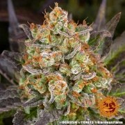 OG Kush Strain – product view 17