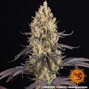 OG Kush Strain – product view 18