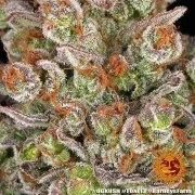 OG Kush Strain – product view 19