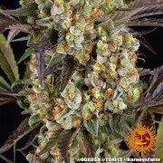 OG Kush Strain – product view 20