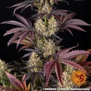 OG Kush Strain – product view 21