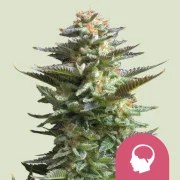 Amnesia Haze – product view 1