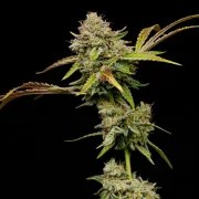 Amnesia Haze – product view 2