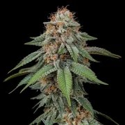 Amnesia Haze – product view 3