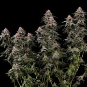 Amnesia Haze – product view 4