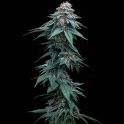 Amnesia Haze – product view 5
