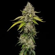 Amnesia Haze – product view 6