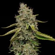 Amnesia Haze – product view 7