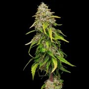 Amnesia Haze – product view 8
