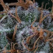 Amnesia Haze – product view 9