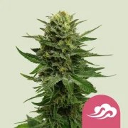Blue Mystic – product view 1