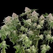 Blue Mystic – product view 2