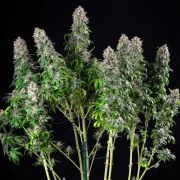 Blue Mystic – product view 3
