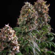 Blue Mystic – product view 4