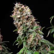 Blue Mystic – product view 5
