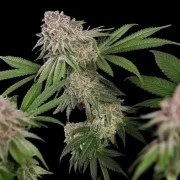 Blue Mystic – product view 6