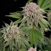 Blue Mystic – product view 7