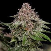 Blue Mystic – product view 8