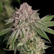 Blue Mystic – product view 9