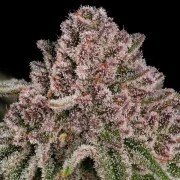 Blue Mystic – product view 10