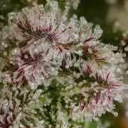 Blue Mystic – product view 11