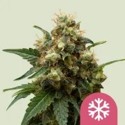 ICE – product view 1