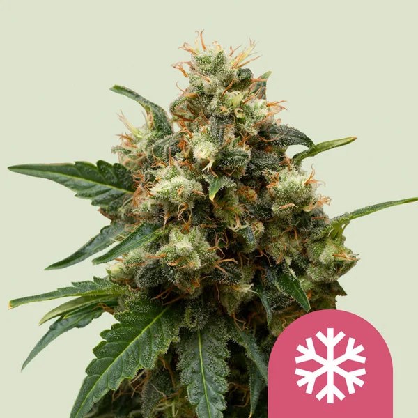 ICE – product view 1