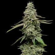 ICE – product view 2