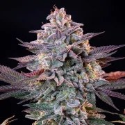 ICE – product view 6